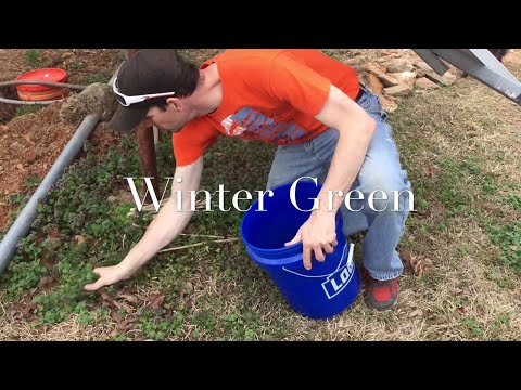 Winter Green - Heating Up Compost (How To)