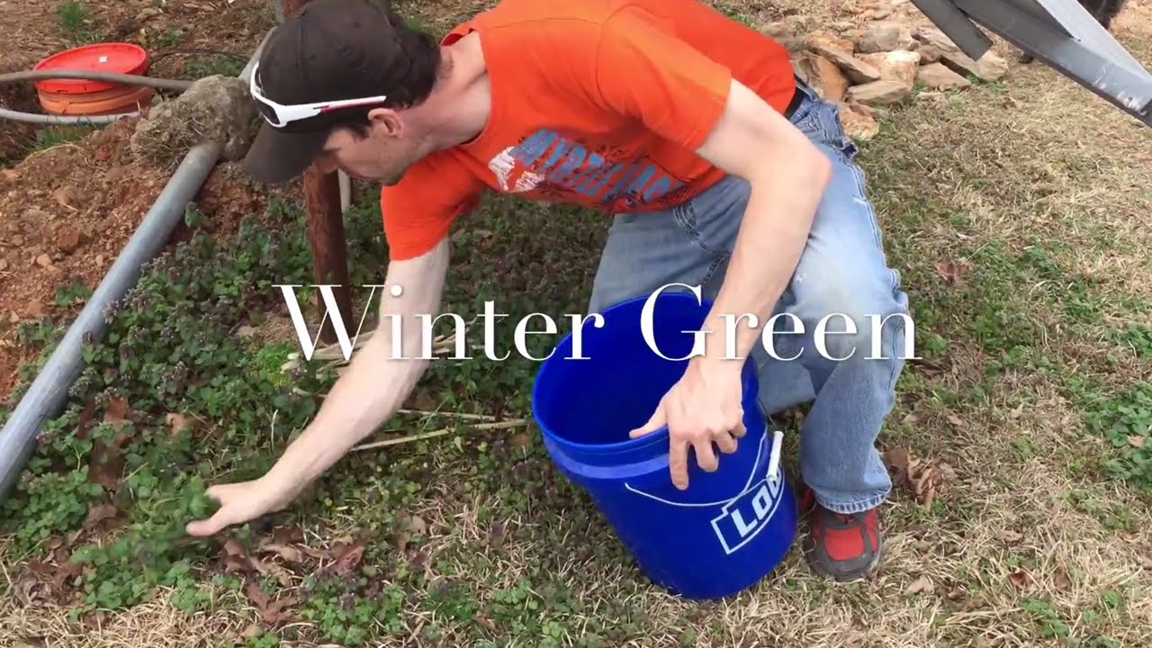 Winter Green Heating Up Compost (How To) YouTube