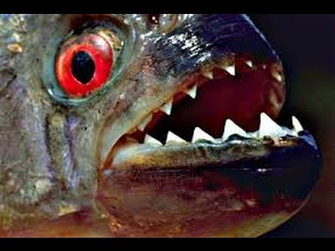 piranha 3d Piranhas eating a goldfish!! /!\WARNING/!\ (-18)