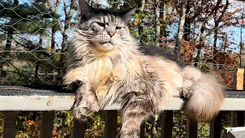 Watch the video about Big cute fluffy Polydactyl silver MaineCoon kitty catio chat cats pets animals family vlog