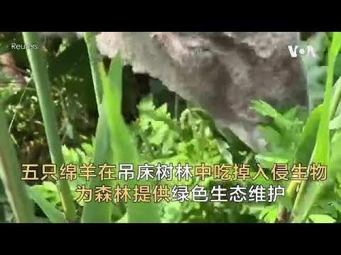 五只绵羊在吊床树林中吃掉入侵生物  为森林提供绿色生态维护