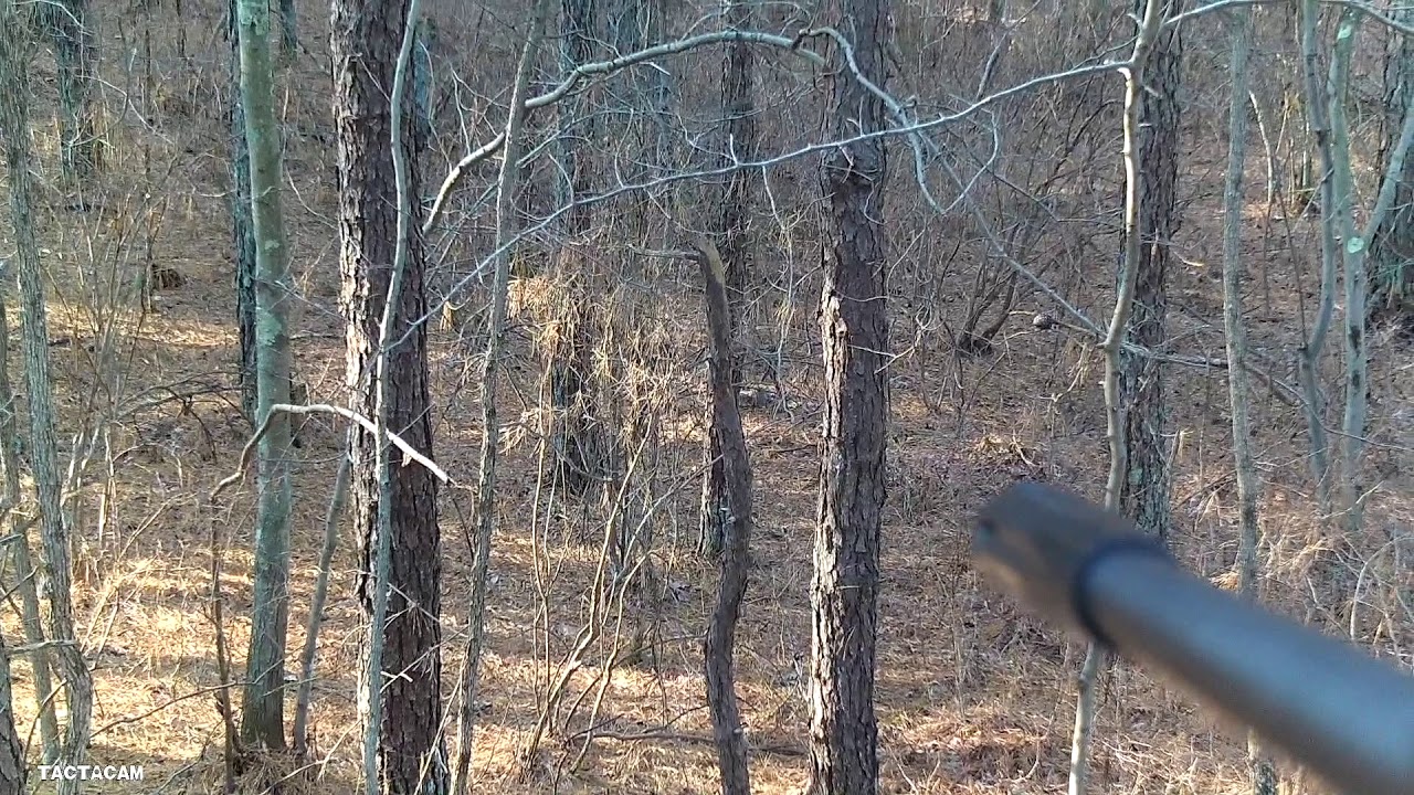 Head shot at 20 yards on a squirrel with an air rifle #headshot #squirrel #hunting