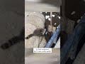 Kentucky Nurse Gives CPR To Moonshine-Drunk Raccoon  #shorts