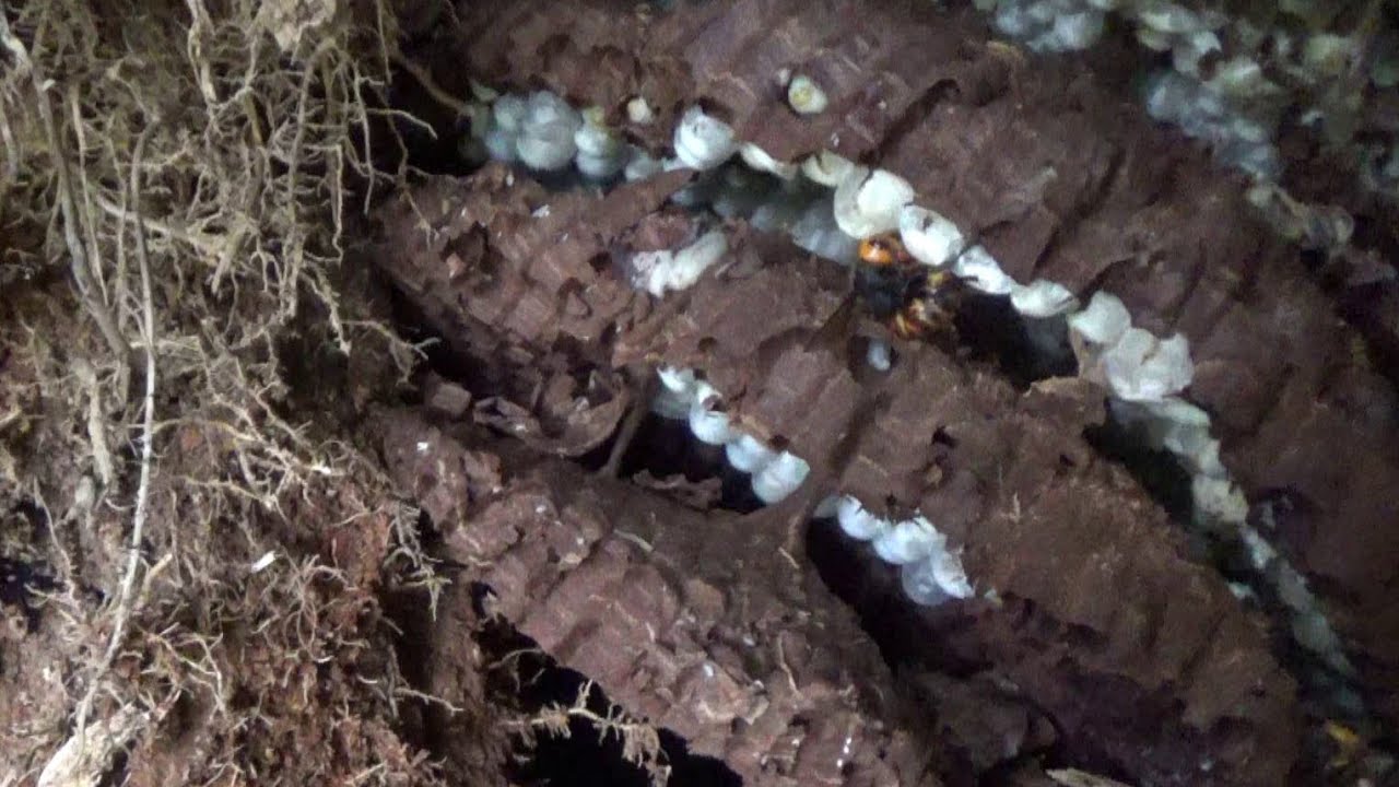 福島市でスズメバチ駆除-家の裏の土手でオオスズメバチが飛び回る！Hornet Nest Removal