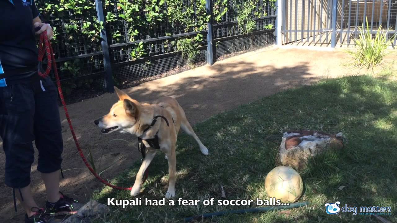 Dingo Highlights dog training near me
