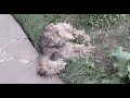 Один шанс из тысячи чтобы выжить -Тотошка_The exhausted dog is on the verge of death