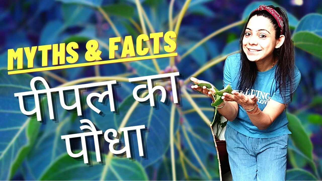 Peepal Tree Myths Peepal Tree In House Good Or Bad Peepal Plant Peepal Tree Myths Peepal Tree In House Good Or Bad Peepal Plant