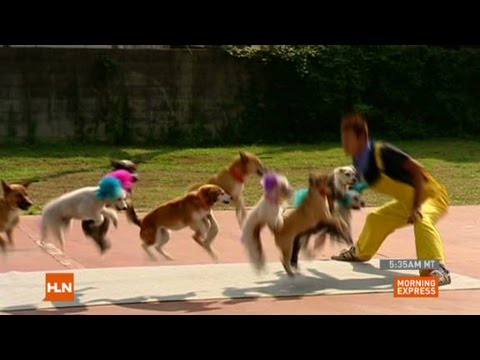 Dogs jumping rope set record - YouTube