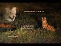 2021 Serval  - A delightful Night Hunter