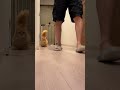 トイレお迎え猫。#ミヌエット #子猫 #cat #kitten #kitty