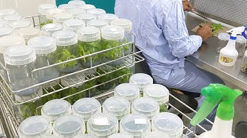 Ratnam Tissue culture Laboratory.