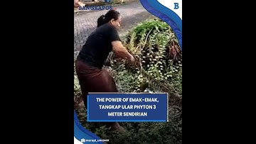 The Power Of Emak-Emak, Tangkap Ular 3 Meter Sendirian Dengan Tangan Kosong