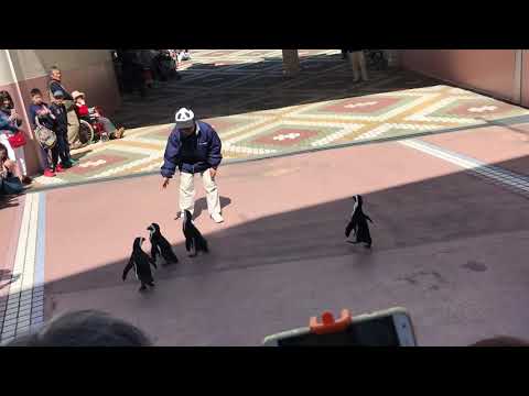 ［和歌山］#1 ペンギンよちよちレース アドベンチャーワールド 和歌山旅行