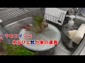 ウロコインコ水浴びと我が家の道具　Parakeets Bathing video