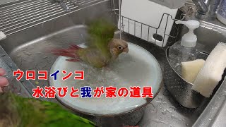 ウロコインコ水浴びと我が家の道具　Parakeets Bathing video