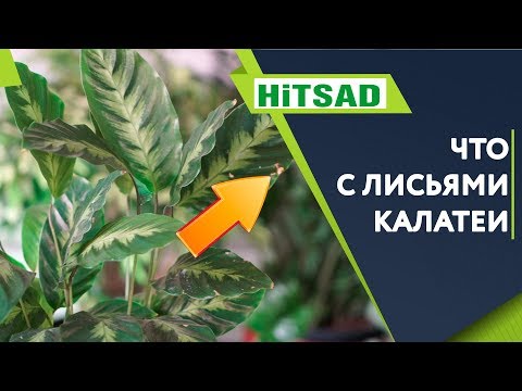 Калатея в Домашних Условиях &#55356;&#57146; Скручивание Листьев Калатеи ✔️ Болезни комнатных растений