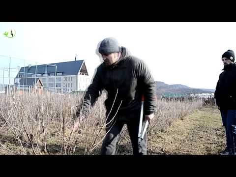 Videó: Fekete ribizli: termesztés, gondozási jellemzők, metszés és szaporítás, kertészeti tippek