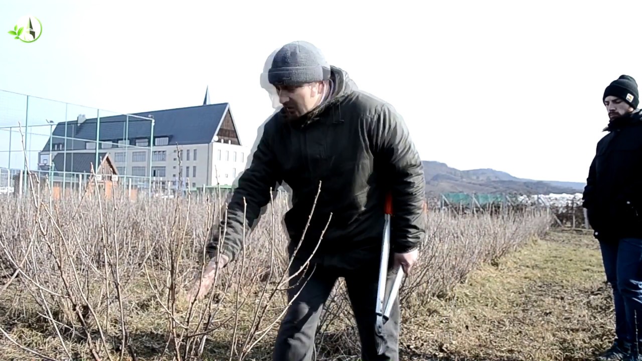 paraziták a testben mi a betegség neve