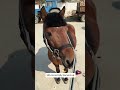 Funny horse 🐎 #animal #funnyvideo #funnyanimals #pet #cute #animals #horse #horses #horsesontiktok