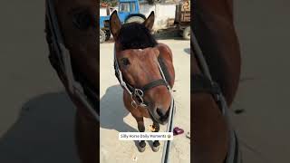 Funny horse 🐎 #animal #funnyvideo #funnyanimals #pet #cute #animals #horse #horses #horsesontiktok