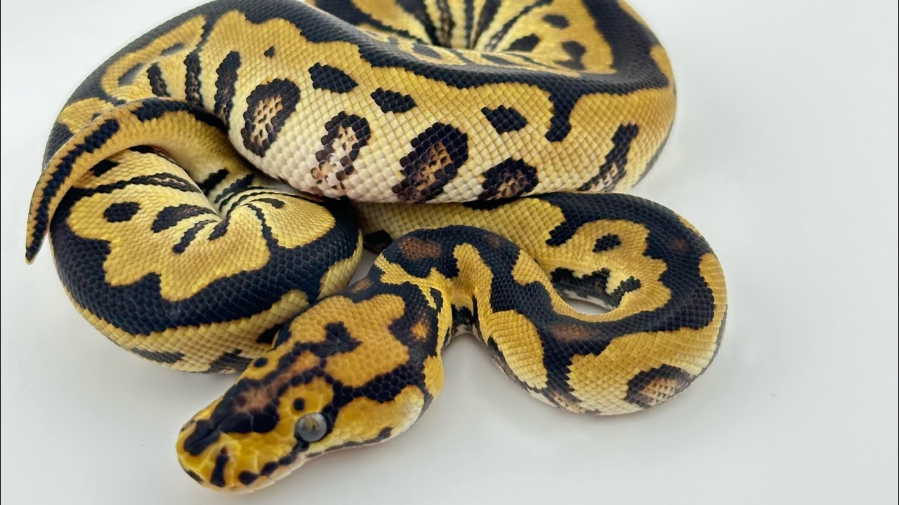 POPPING SPOTNOSE ORANGE DREAM CLOWN het. LAVENDER ALBINO CLUTCH.