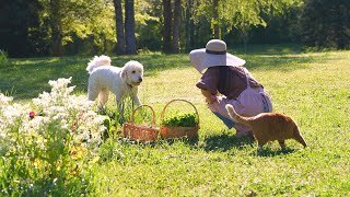 Beautiful Garden and Life in June 🌱Cake with Cornflower and Herbs / Total Solar Eclipse and Rain