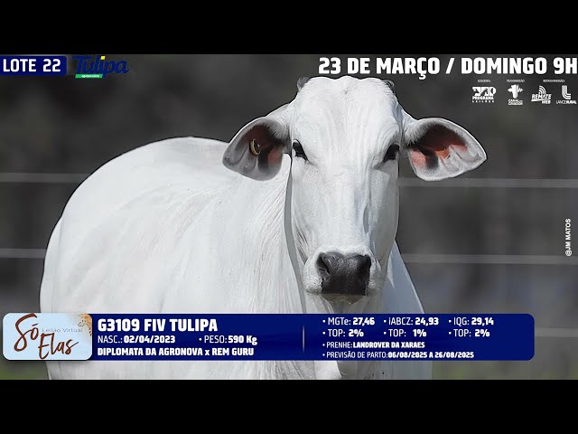 LOTE 22   TUL 3109