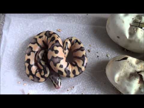 Cutting Ball Python Eggs Early