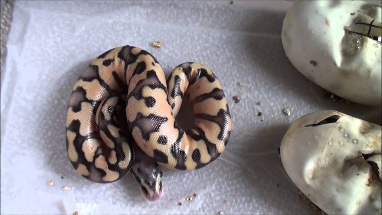 Cutting Ball Python Eggs Early - YouTube