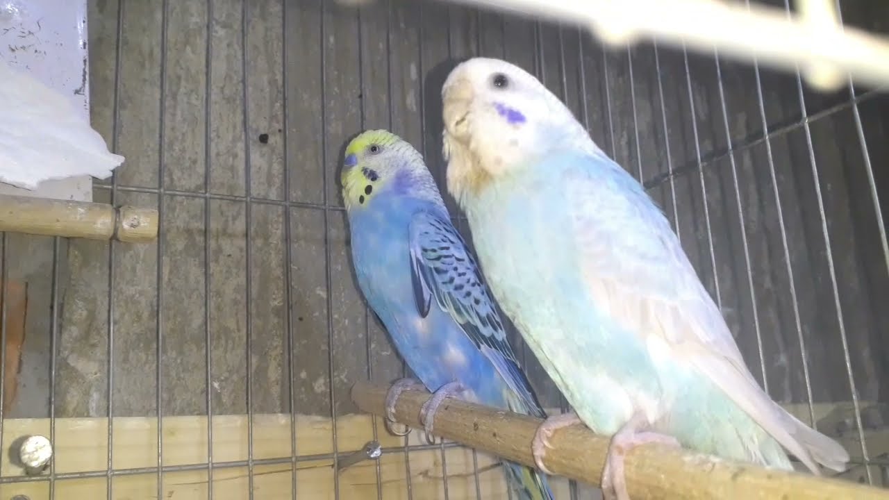 ازاي انتج رينبو من تركيبات الرينبو