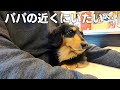 在宅勤務中もパパの近くにいたい愛犬が可愛すぎた【ダックスフンド】