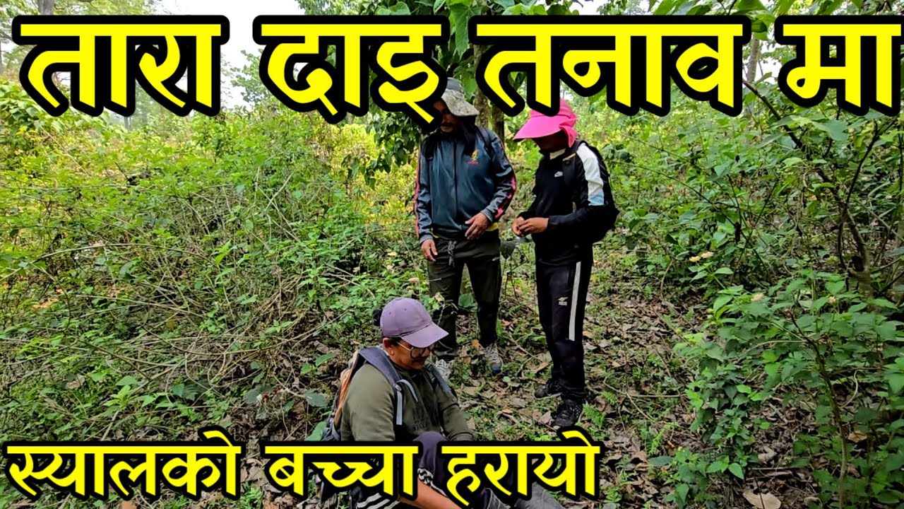 स्यालको छोरिले सबै बच्चा लिएर भागेपछी तारा दाइ तनावमा,out door piggery