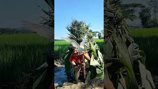 New video heron keeping 🦩🌾☝️#new #bird #heron #brazil #indonesia #india #vietnam #viralreels