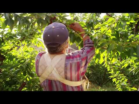 The Fruit Company: Unveiling Nature's Bounty and Flavorful Delights - video from The Fruit Company