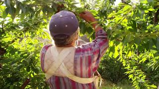 The Fruit Company: Unveiling Nature's Bounty and Flavorful Delights
