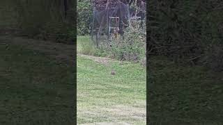 Just a cute little baby groundhog out in the grass. Enjoying some clover.