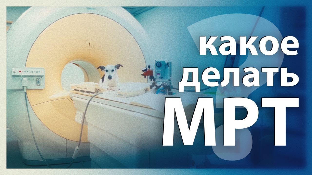 Какое делать МРТ собаке или кошке - YouTube