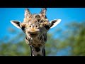 Learn About Giraffes!