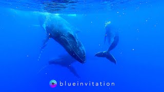 Swim with Whales Consciously - Moorea - blue invitation