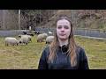 Djevojčica iz BiH željela ovcu, pa dobila stado (VIDEO)
