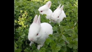 My Beautiful white Rabbit playing, running & eating in the field with it's little kids!