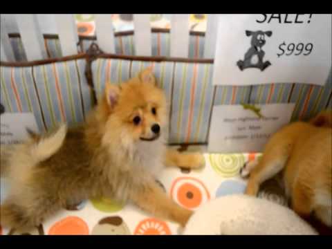 charm city puppies pomeranian and shiba inu at charm city puppies 4 23 12 charm city puppies pomeranian and shiba inu at charm city puppies 4 23 12