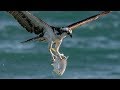 Sony A9 Firmware 5 - Real Time Tracking Bird in Flight Does It Work?