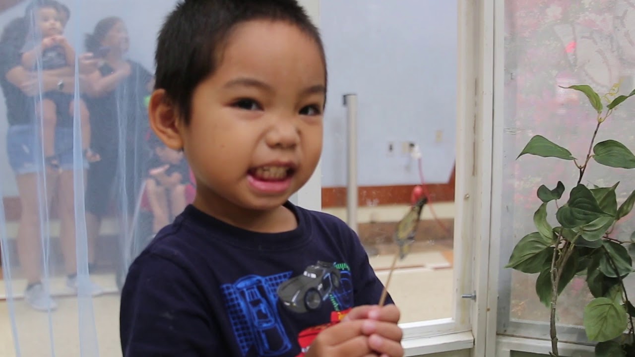 Butterflies Promo Pearlridge Center YouTube