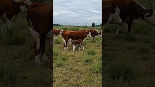 Ganadería de Uruguay #shorts #farming #farmlife #hereford #song #animals #nature #naturaleza