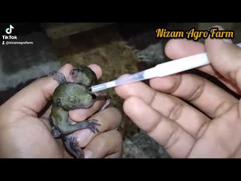 cara memberi susu anak tupai 🤗