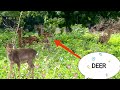 Deers in chennai  vlog 11  mgp smile 