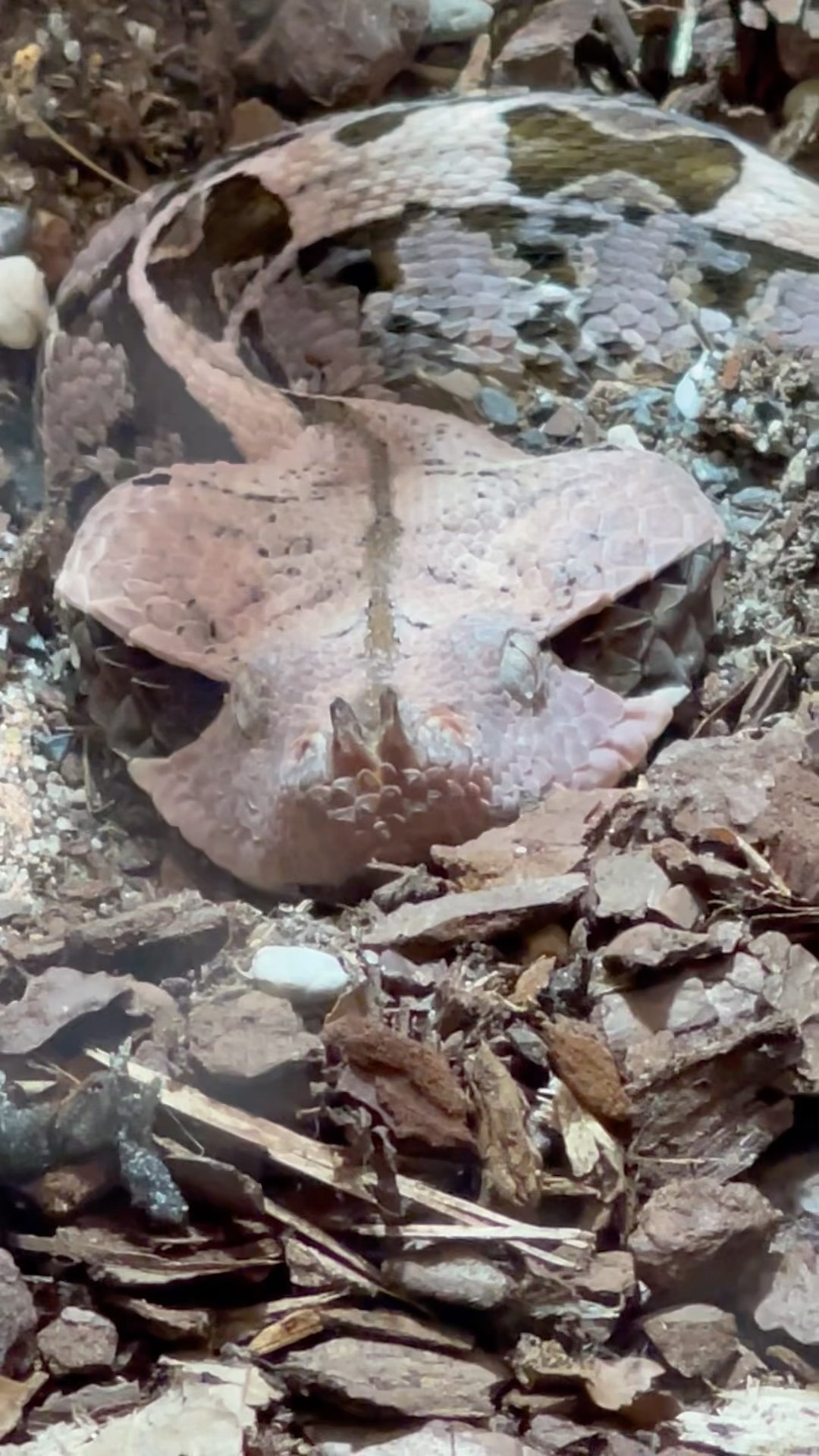 Snake With Outstanding Camouflage
