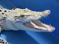 White salt water crocodile vs Pineapple　白イリエワニ　#Shorts
