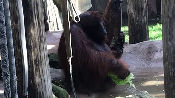 Bornean orangutan at Toledo Zoo August 2018
